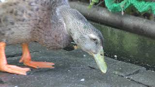 Waterfowl pond (Hiratsuka City Comprehensive park Fureai Zoo, Kanagawa, Japan) August 26, 2018