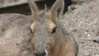 Mara (UTSUNOMIYA ZOO, Tochigi, Japan) April 30, 2018