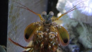 シャコ と モンハナシャコ (姫路市立水族館) 2019年2月13日