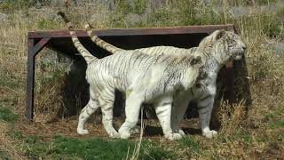 White tiger (Izu Animal Kingdom, Shizuoka, Japan) March 17, 2018