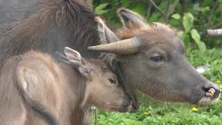 Baby Water buffalo (Subtropical Plant Paradise Yubujima Island, Okinawa, Japan) May 14, 2019