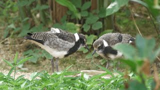 Blacksmith lapwing Chick (KOBE ANIMAL KINGDOM, Hyogo, Japan) October 24, 2021