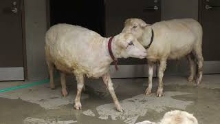 Sheep (Okinawa Zoo & Museum, Okinawa, Japan) July 29, 2023