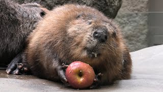 リンゴを食べる アメリカビーバー (神戸どうぶつ王国) 2021年4月23日