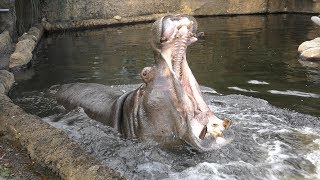 カバ の『出目男』 (王子動物園) 2019年10月27日