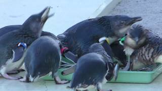 ペンギンの「えさの時間」 (葛西臨海水族園) 2017年12月17日