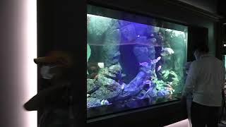 太平洋ゾーン (四国水族館) 2021年8月4日