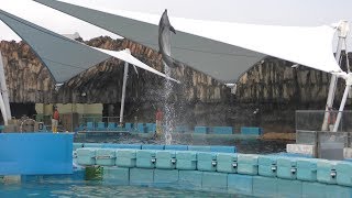 イルカパフォーマンス・裏 (名古屋港水族館) 2017年11月18日