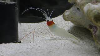 エリマキエビ (エビとカニの水族館) 2018年12月26日