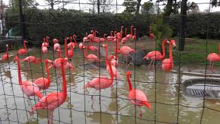 American Flamingo (Ueno Zoological Gardens, Tokyo, Japan) January 8, 2018