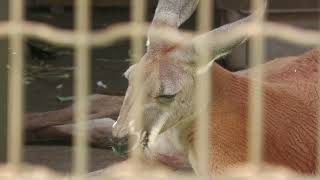 アカカンガルー (浦安市交通公園 動物広場) 2023年8月4日