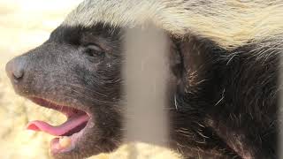 ラーテル (東山動植物園) 2021年7月22日