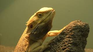 Central bearded dragon (Higashiyama Zoo and Botanical Gardens, Aichi, Japan) November 18, 2017
