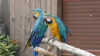 Blue-and-yellow Macaw & American Flamingo (Iwate SafariPark, Iwate, Japan) August 12, 2019