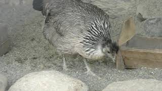 烏骨鶏 と チャボ (悠久山小動物園) 2019年4月6日
