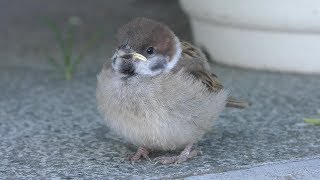 スズメ の幼鳥 (北海道 富良野市) 2019年7月7日