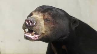 Sun bear (Okinawa Zoo & Museum, Okinawa, Japan) July 29, 2023