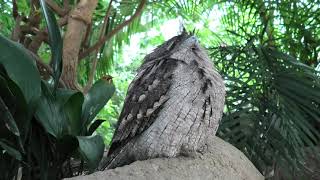 Tawny Frogmouth (KOBE ANIMAL KINGDOM, Hyogo, Japan) March 29, 2021