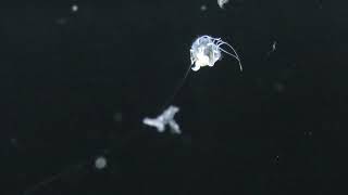 キタユウレイクラゲ属の一種 (鶴岡市立 加茂水族館) 2019年4月10日