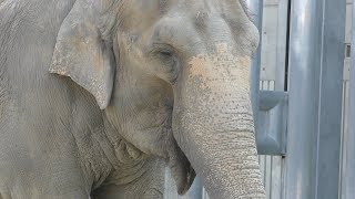 Sri Lankan elephant (Okazaki City Higashi Park and Zoo, Aichi, Japan) January 23, 2019