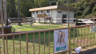 Giraffe (MISAKI KOEN Amusement Park, Osaka, Japan) November 4, 2017