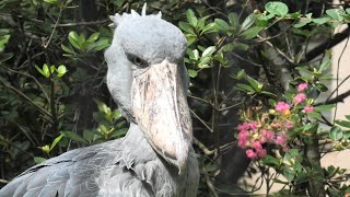 ハシビロコウ の『じっと』 (千葉市動物公園) 2020年9月17日