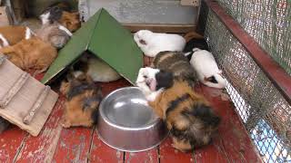 Guinea pig (Itabashi Children's Zoo, Tokyo, Japan) May 12, 2018