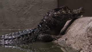 Smooth-fronted caiman (DMM Kariyushi Aquarium, Okinawa, Japan) July 29, 2023