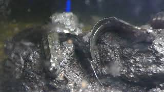 タマカエルウオ (京急油壺マリンパーク) 2018年2月25日
