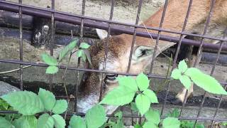 Mouflon (Tama Zoological Park, Tokyo, Japan) August 27, 2017