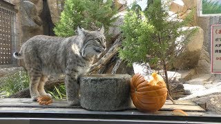 ボブキャット にハロウィンかぼちゃのプレゼント (王子動物園) 2019年10月27日