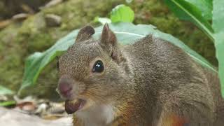 Squirrel Forest (KOBE ANIMAL KINGDOM, Hyogo, Japan) July 14, 2023
