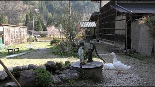 アヒルとウコッケイ (民芸ミュージアム 匠の館) 2018年4月21日