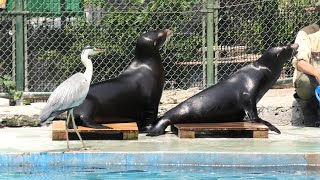 カリフォルニアアシカ の ご飯の時間 (天王寺動物園) 2021年6月25日