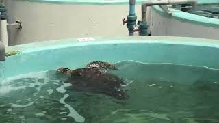 カメ類繁殖研究施設 (名古屋港水族館) 2021年7月23日