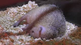 Tenrecidae