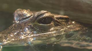 ニシアフリカコガタワニ の『ニコ』 (周南市徳山動物園) 2018年5月19日