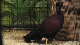 Pheasant Pigeon (Metchaomoroi Zoo, Shiga, Japan) October 7, 2021