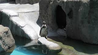 フンボルトペンギン (浜松市動物園) 2021年7月25日