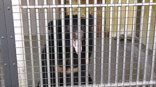 Himalayan black bear (Gokatsura Pond Hometown Village, Mie, Japan) January 3, 2018