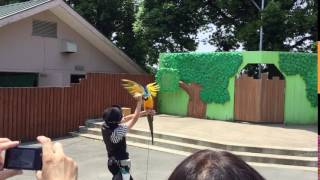 Blue-and-yellow Macaw (TOBU ZOO, Saitama, Japan) June 11, 2017