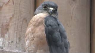 Japanese lesser sparrowhawk (Inokashira Park Zoo, Tokyo, Japan) September 23, 2017