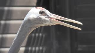 タンチョウ (天王寺動物園) 2021年3月23日