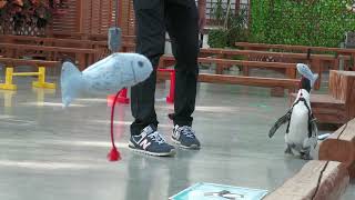 African penguin Bird show (Kakegawa Kachouen, Shizuoka, Japan) July 30, 2022