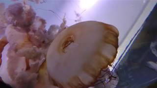 パシフィックシーネットル (サンシャイン水族館) 2018年5月10日