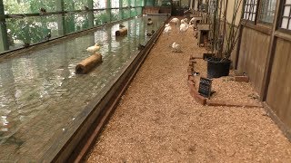 水鳥ケージ (加茂荘花鳥園) 2018年7月1日