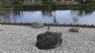 Spot-billed duck (Aloha Garden TATEYAMA, Chiba, Japan) June 17, 2018