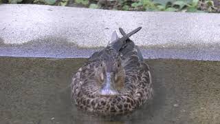 Commons shoveler (Inokashira Park Zoo, Tokyo, Japan) September 9, 2018