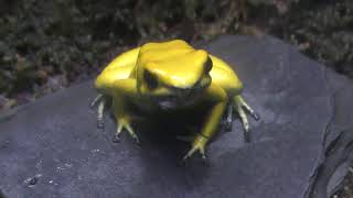 Golden poison frog (Sunshine Aquarium, Tokyo, Japan) May 10, 2018