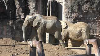 3頭の アフリカゾウ (多摩動物公園) 2019年1月18日